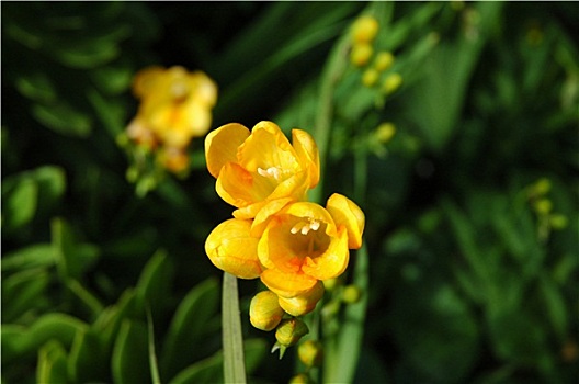 xổ số bình dương hàng tuần