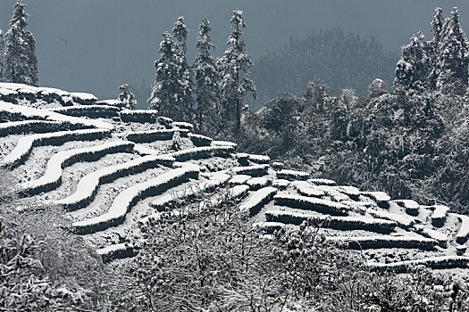 rong bach kim 888