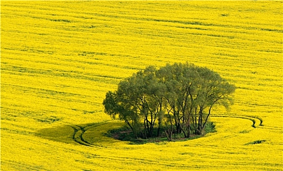 soi câu
