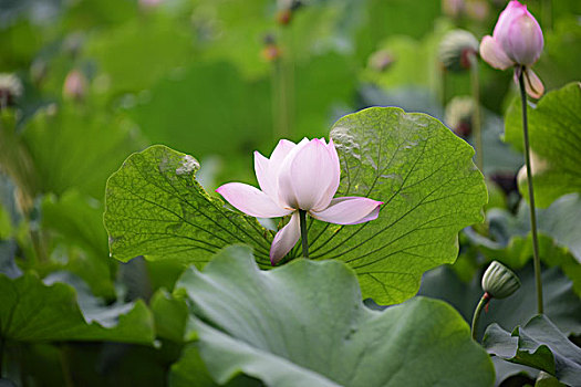soi cau binh dinh 3s