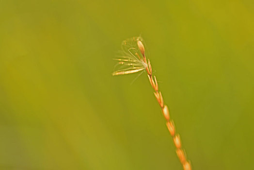xổ số đồng tháp