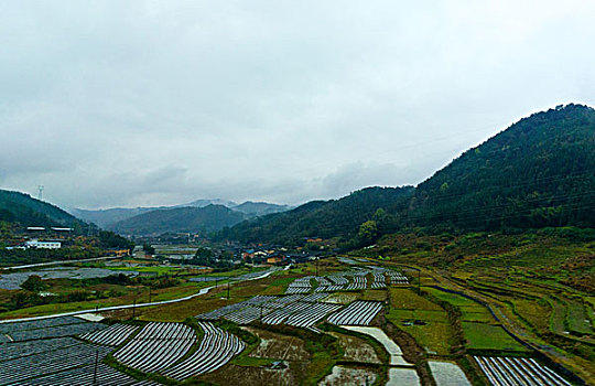 soi cau bach thu lo to