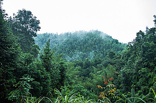 soi cầu lo